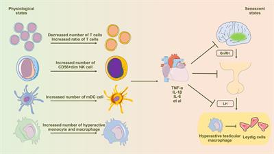 A narrative review on inflammaging and late-onset hypogonadism
